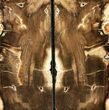 Petrified Wood Bookends - Oregon #131793-2